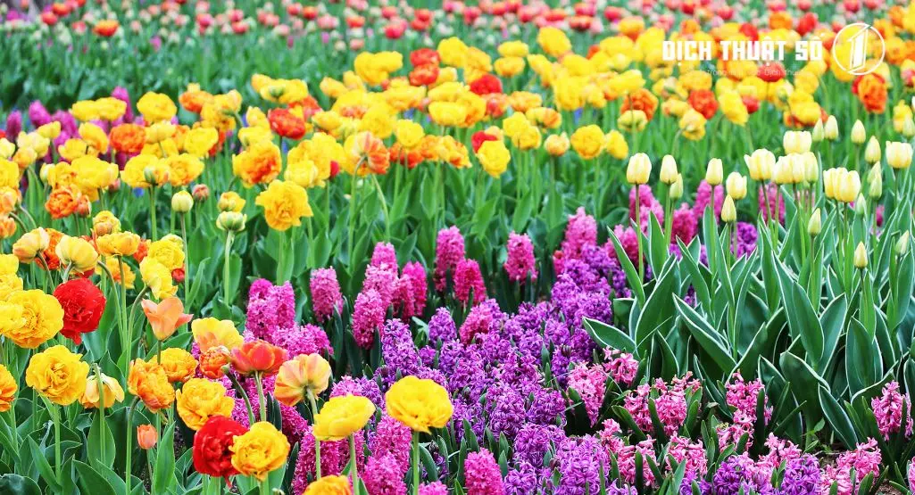 Tên tiếng Pháp các loài hoa phổ biến